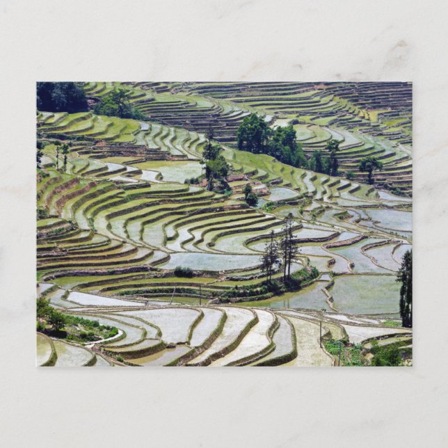 Cartão Postal Famosos terraços de arroz yuanyang - Yunnan, China (Frente)