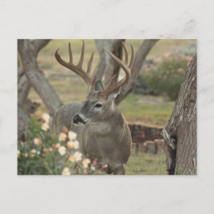 Cartão Postal Fanfarrão