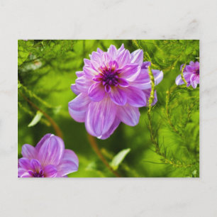 Cartão Postal Fantasia Dália Rosa