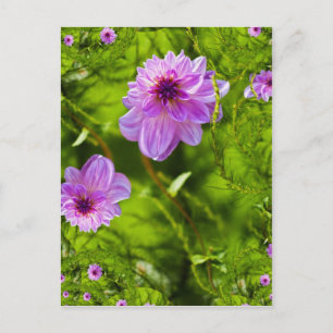 Cartão Postal Fantasia Dália Rosa
