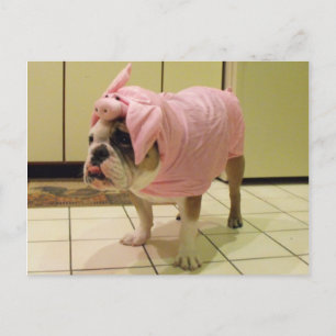 Cartão Postal fantasia de buldogue