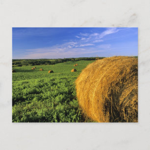 Cartão Postal Fardos de Feno perto de Bottineau Dakota do Norte