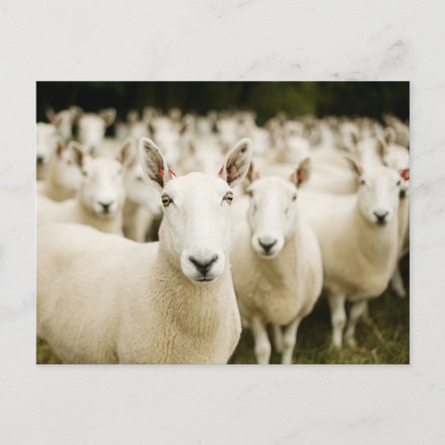 Cartão Postal Farms | Herd of Sheep (Frente)