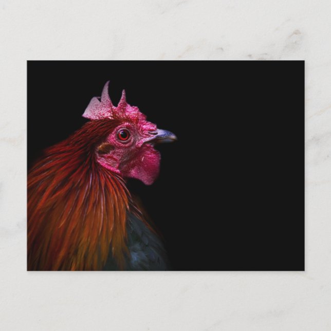 Cartão Postal Farms | Rooster Head Shot (Frente)