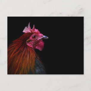 Cartão Postal Farms Rooster Head Shot