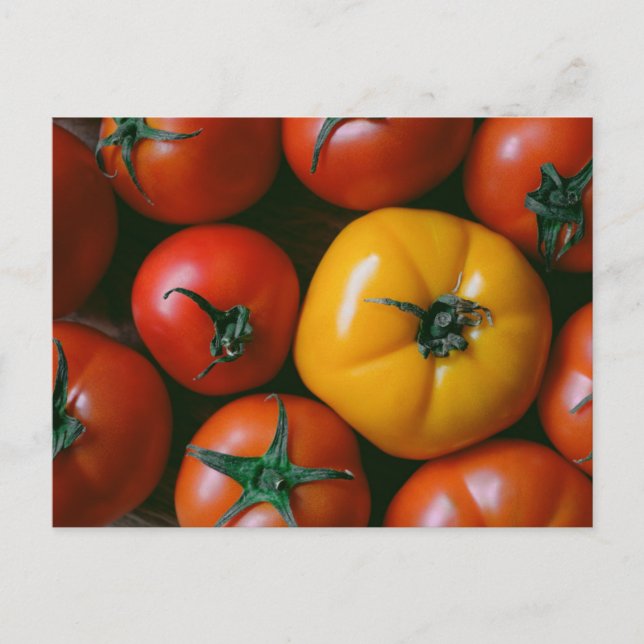 Cartão Postal Farms | Shiny Red & Yellow Tomatoes (Frente)