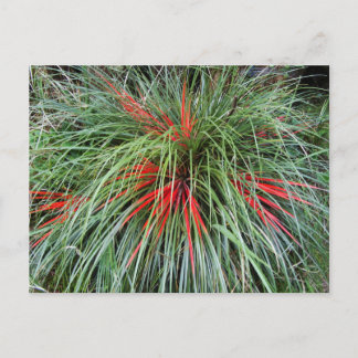 Cartão Postal Fascicularia bicolor (Bromeliaceae), Sul do Chil