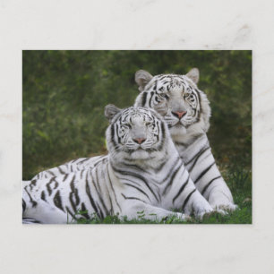 Cartão Postal Fase branca, tigre-de-bengala, Tigris