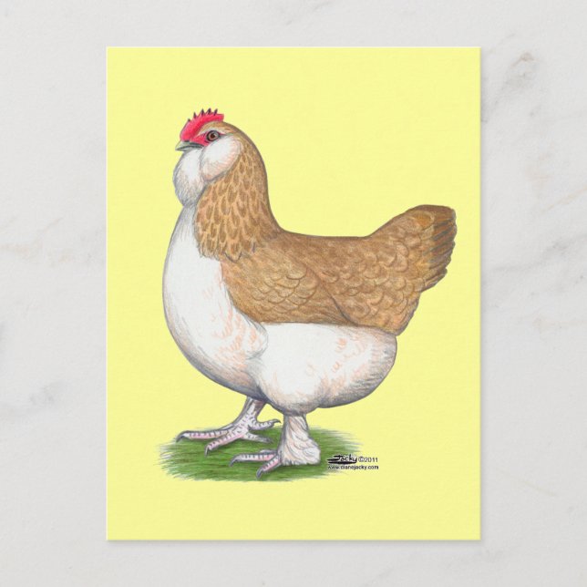 Cartão Postal Faverolle Hen (Frente)