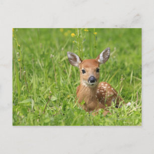 Cartão Postal Fawn