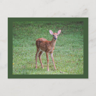 Cartão Postal Fawn