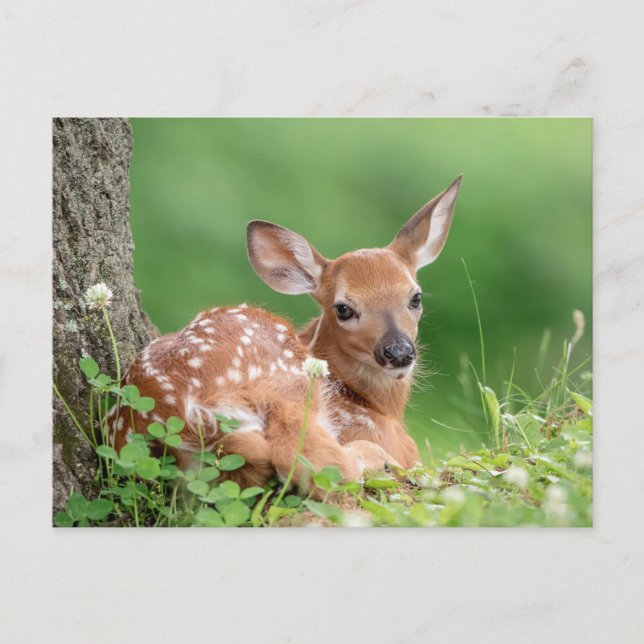 Cartão Postal Fawn Adorável deitada debaixo de uma árvore (Frente)