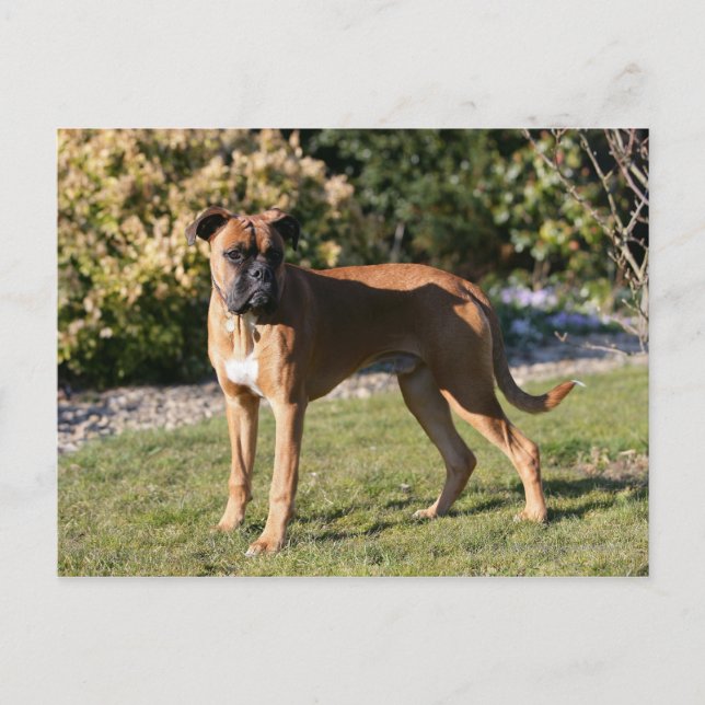 Cartão Postal Fawn Boxer Dog Stander (Frente)