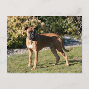 Cartão Postal Fawn Boxer Dog Stander