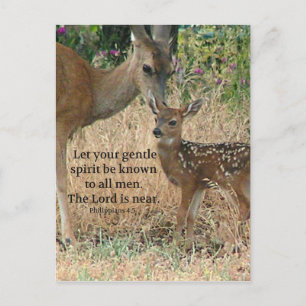 Cartão Postal Fawn Deer Nature Wildlife Christian Creationarts