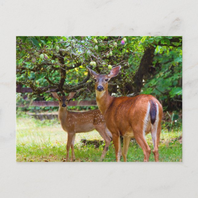 Cartão postal Fawn Deer no Verão (Frente)