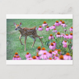 Cartão Postal Fawn e Coneflowers, Ohio