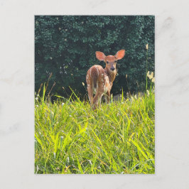 Cartão Postal Fawn em pé na grama