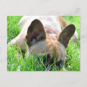 Cartão Postal Fawn French Buldogue