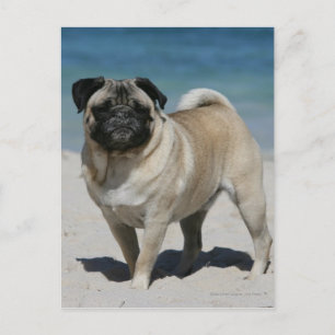 Cartão Postal Fawn Pug na praia