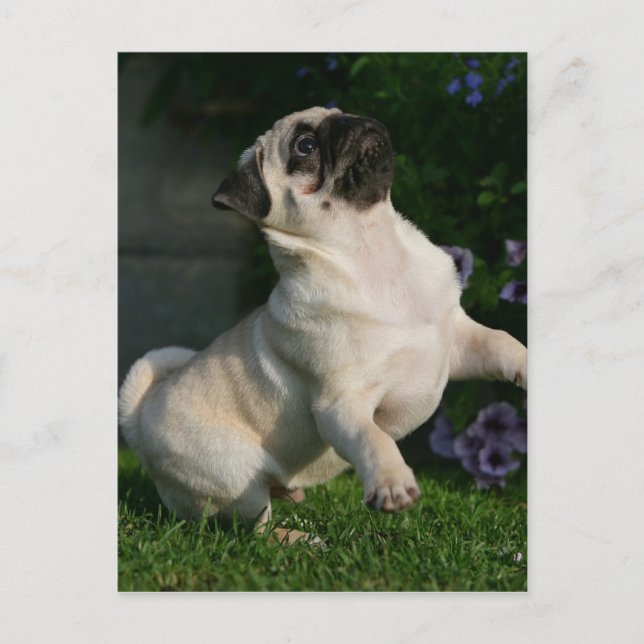 Cartão Postal Fawn Pug Puppy (Frente)