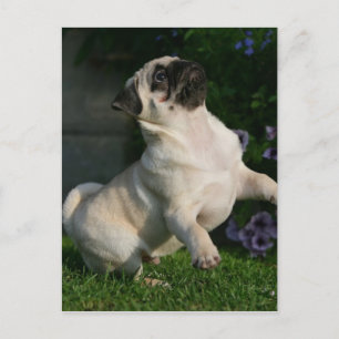 Cartão Postal Fawn Pug Puppy