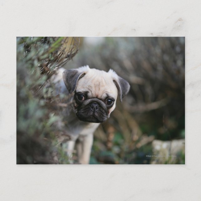 Cartão Postal Fawn Pug Puppy (Frente)