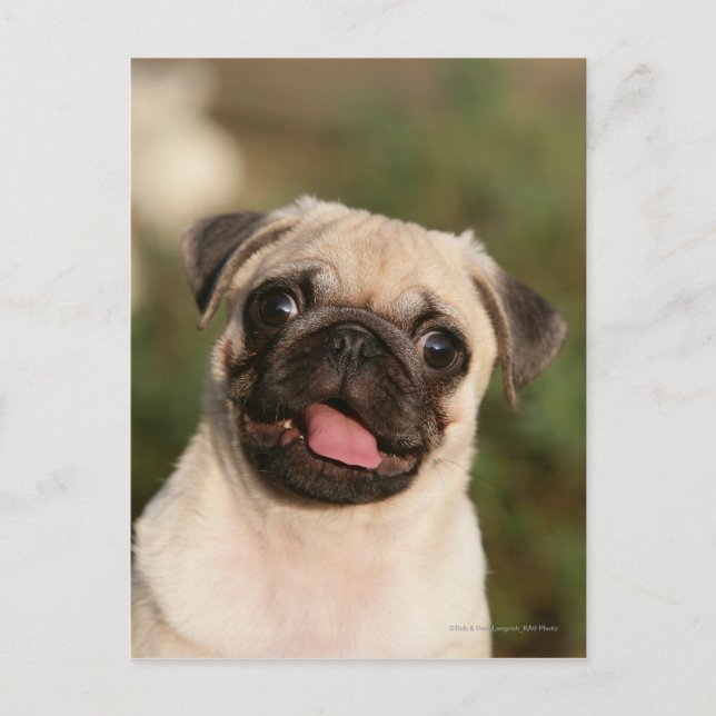 Cartão Postal Fawn Pug Puppy (Frente)