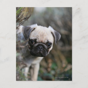 Cartão Postal Fawn Pug Puppy