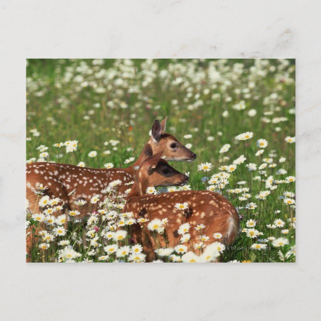 Cartão Postal Fawns de cervo de cauda branca (Frente)
