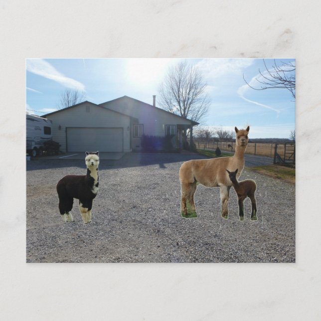 Cartão Postal Fazenda (Frente)
