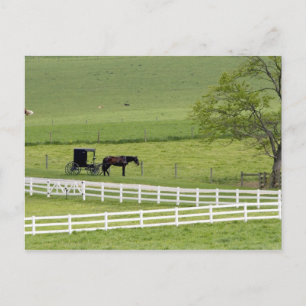 Cartão Postal Fazenda Amish com cavalo e carruagem perto de Berl