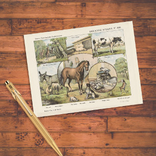 Cartão Postal Fazenda Animal Vintage Trabalho de arte neerlandês