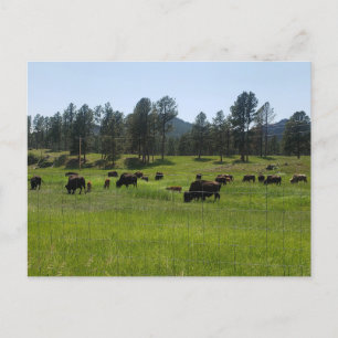 Cartão Postal Fazenda Bison no Oeste Americano