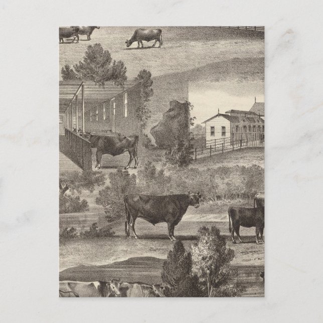 Cartão Postal Fazenda Cranmoor, Toms River, NJ (Frente)