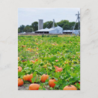 Cartão Postal Fazenda de abóbora