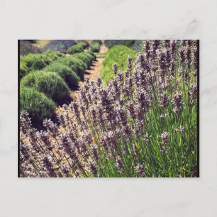 Cartão Postal Fazenda de Lavanda