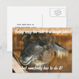 Cartão Postal Fazenda de Llamas Fofos Animal Humorístico