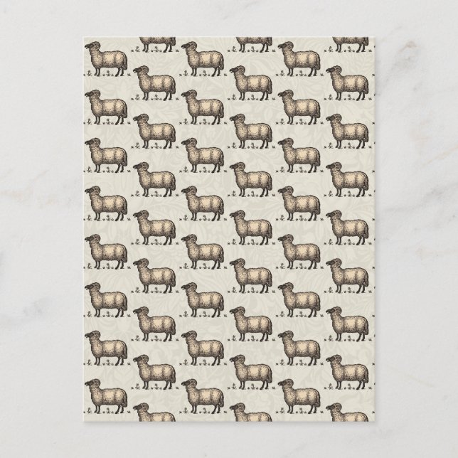 Cartão Postal Fazenda De Ovinos (Frente)