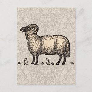 Cartão Postal Fazenda De Ovinos