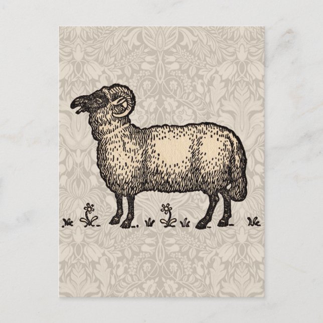 Cartão Postal Fazenda De Ovinos (Frente)
