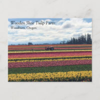 Fazenda de Tulipas de Sapato de Madeira, Woodburn,