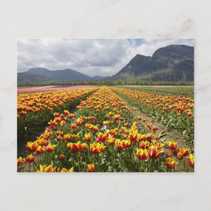Cartão Postal Fazenda de Tulipas perto de Agassiz, Colúmbia Brit