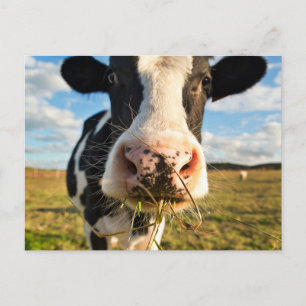 Cartão Postal Fazendas Mastigação De Vaca Holstein