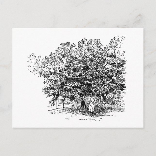 Cartão Postal Fazendeiro da manga (Frente)