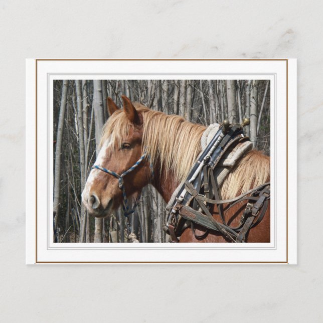 Cartão Postal Fazendo uma Pausa (Frente)