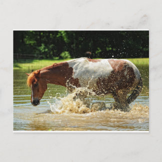 Cartão Postal Fazer a splash