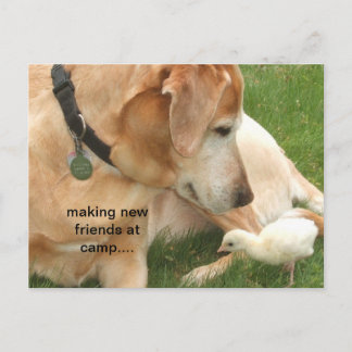 Cartão Postal Fazer De Novos Amigos No Acampamento