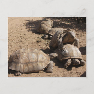 Cartão Postal Fazer Love