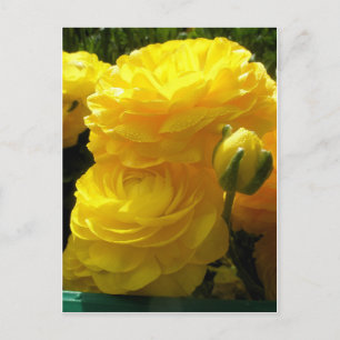 Cartão Postal Fazer Mina Amarelo